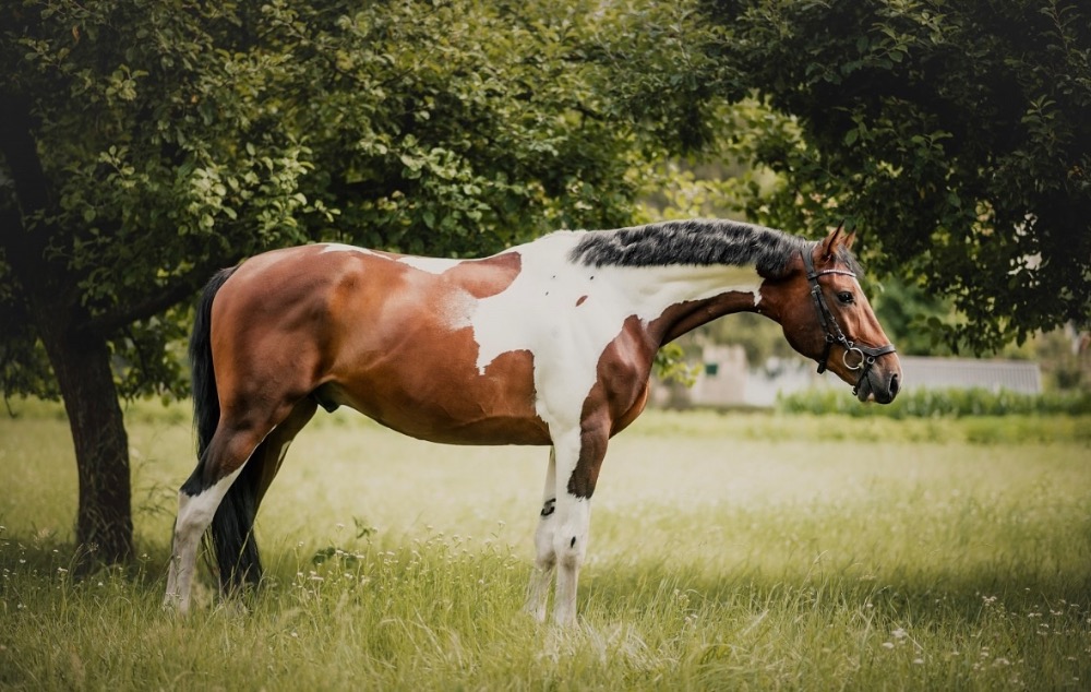 Výcvik a sportovní příprava koně
